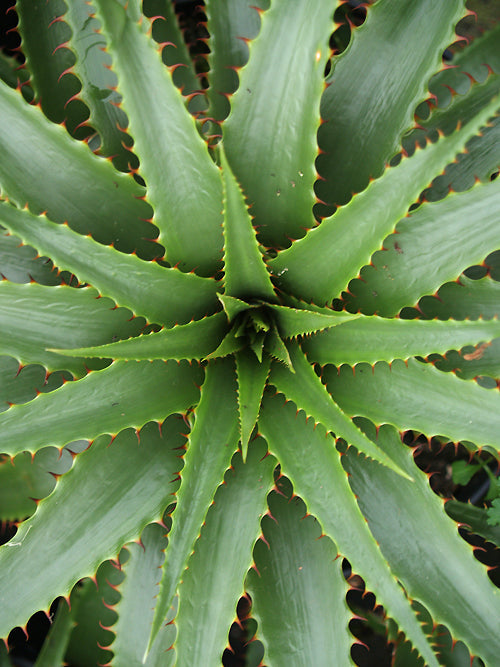 PUYA SPATHACEA RH 2961C