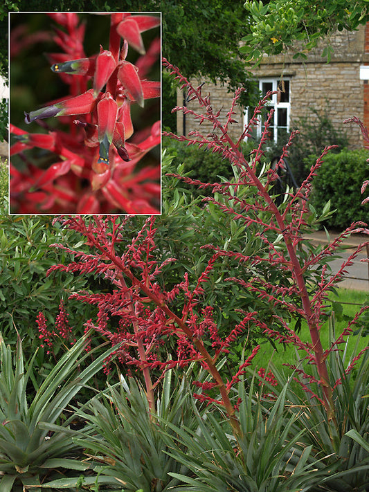 PUYA SPATHACEA RCB RA-S-2