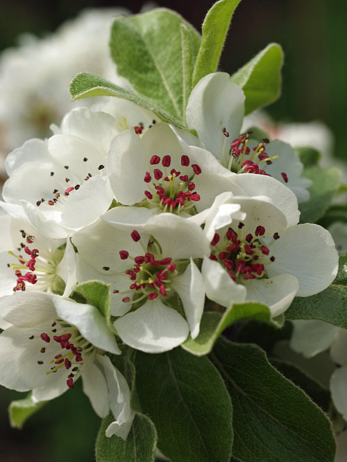 PYRUS AMYGDALIFORMIS W&B BG B-10