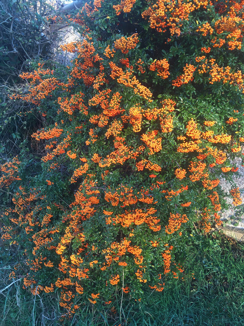 PYRACANTHA 'GOLDEN CHARMER'
