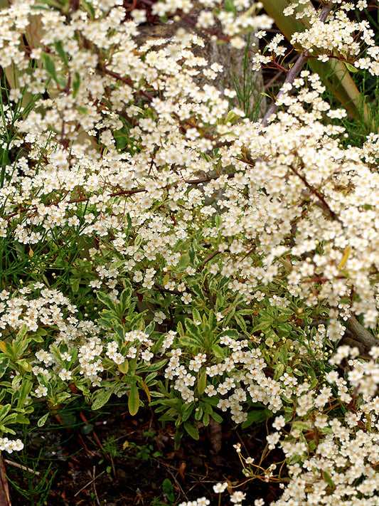 PYRACANTHA 'HARLEQUIN'