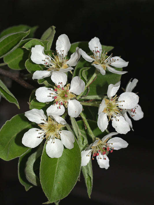 PYRUS COMMUNIS 'WORCESTER BLACK'