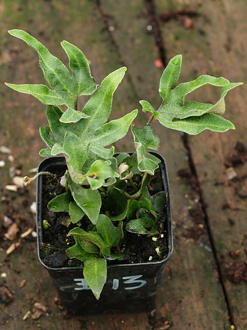 PYRROSIA POLYDACTYLA