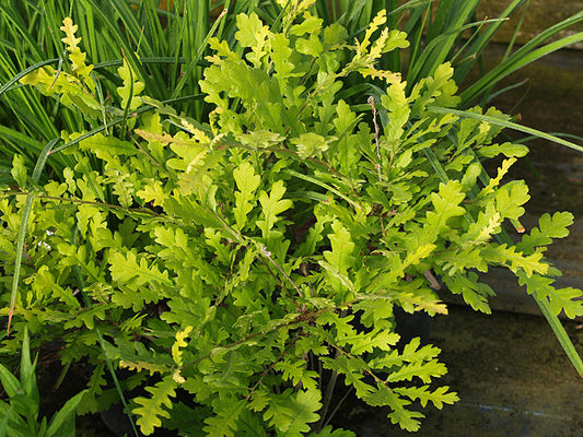 QUERCUS ROBUR 'CONCORDIA'