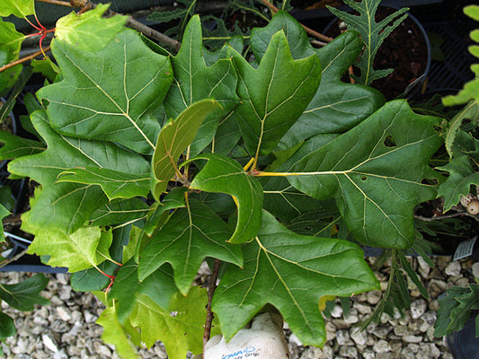 QUERCUS x BUSHII 'SEATTLE TRIDENT'