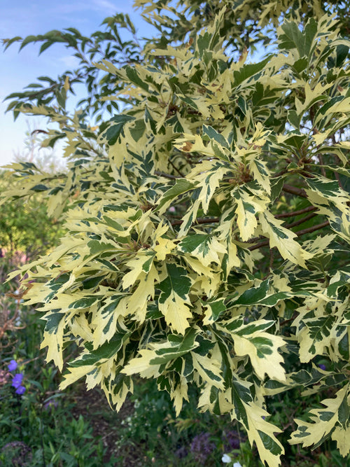 QUERCUS CERRIS 'ARGENTEOVARIEGATA'