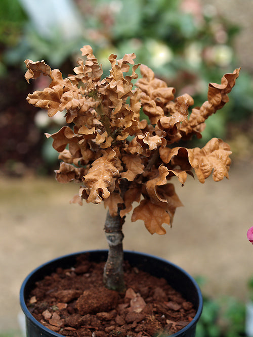 QUERCUS CERRIS 'CURLY HEAD'