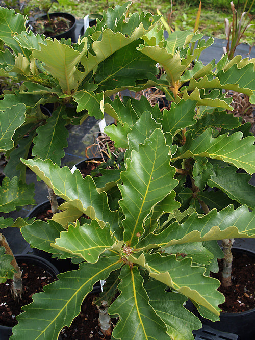 QUERCUS DENTATA 'CARL FERRIS MILLER'