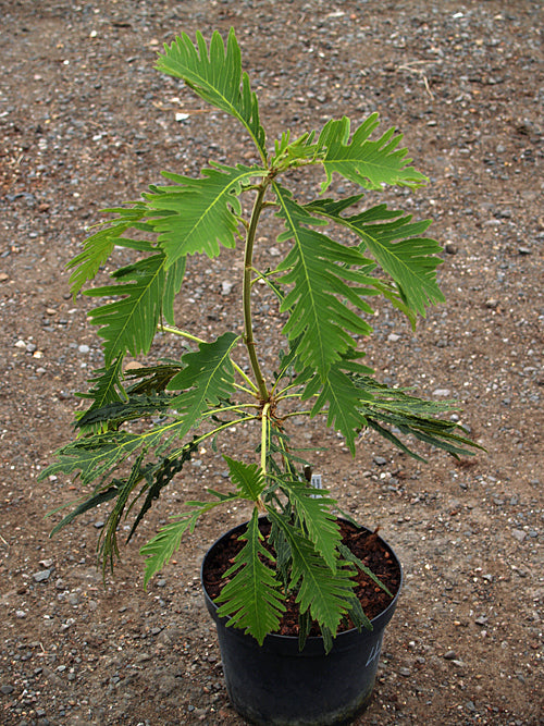 QUERCUS DENTATA 'PINNATIFIDA'