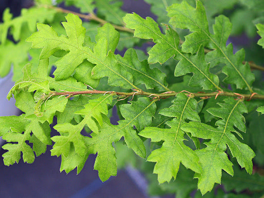 QUERCUS FERNALDII