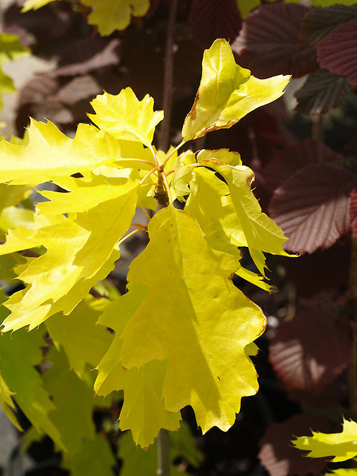 QUERCUS RUBRA 'SUNSHINE'