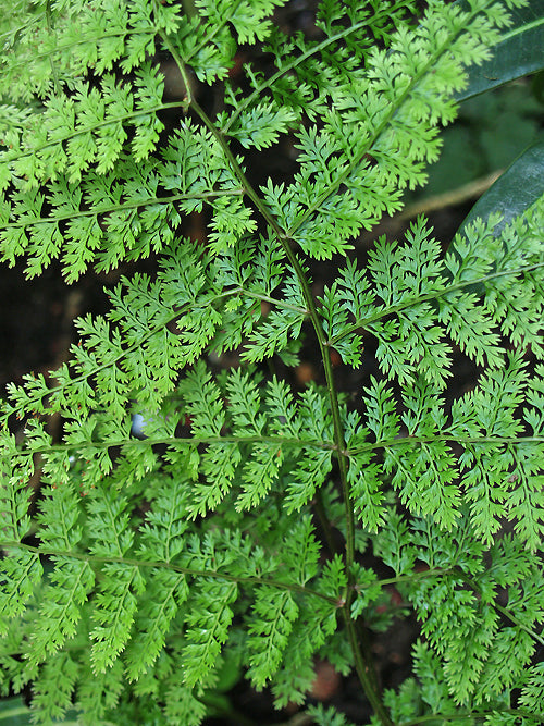 ARAIOSTEGIA PARVIPINNULA