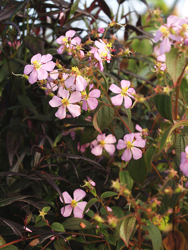 TIBOUCHINA PARATROPICA RCB RA-X-4
