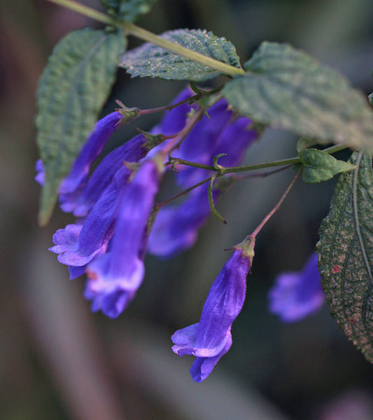 PLECTRANTHUS SACCATUS var.LONGITUBUS