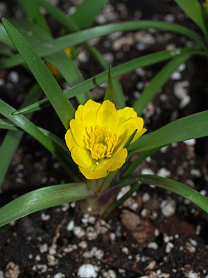 RANUNCULUS ABNORMIS