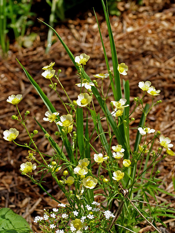 RANUNCULUS ACRIS 'SULPHUREUS'