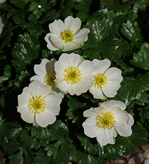 RANUNCULUS ALPESTRIS