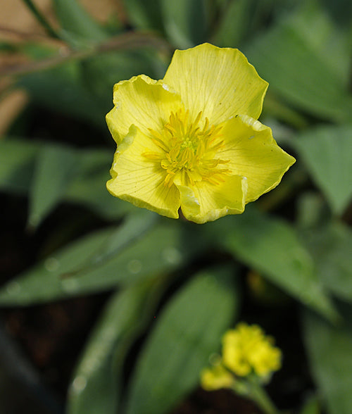 RANUNCULUS x PRIETOI 'MOONLIGHT'