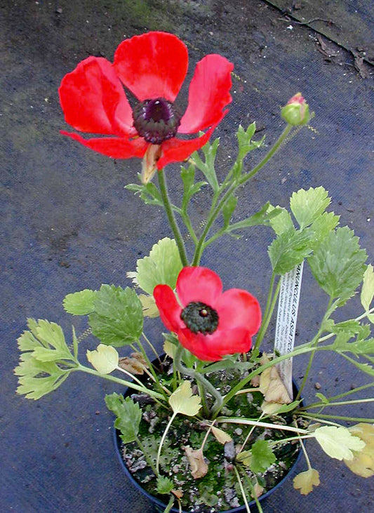 RANUNCULUS ASIATICUS