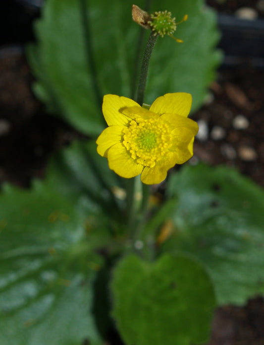 RANUNCULUS BULLATUS