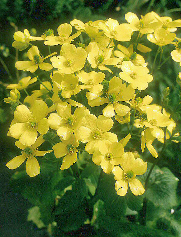 RANUNCULUS CORTUSIFOLIUS