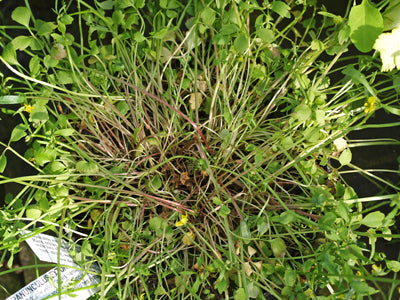 RANUNCULUS EXTORRIS 'FLORE PLENO'
