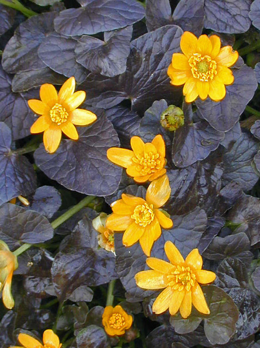 RANUNCULUS FICARIA 'BRAZEN HUSSY'