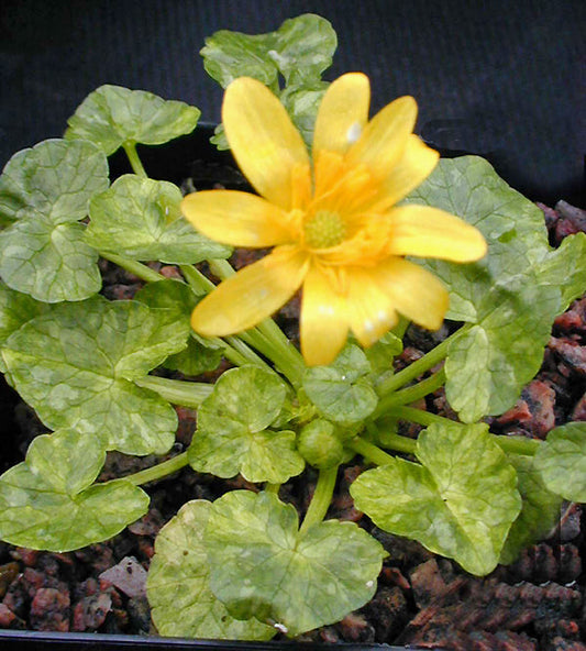 RANUNCULUS FICARIA VARIEGATED ex CLIFF CURTIS from KETTON