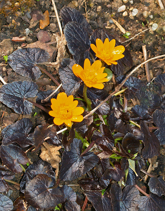 RANUNCULUS FICARIA 'COPPERNOB'