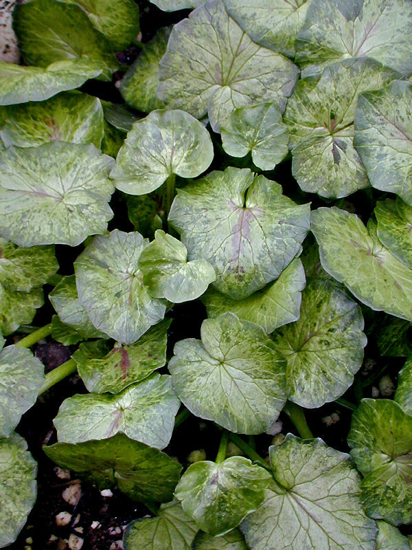 RANUNCULUS FICARIA 'CHEDGLOW'
