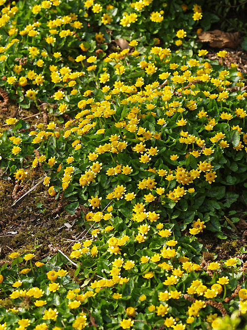 RANUNCULUS FICARIA 'COLARETTE'