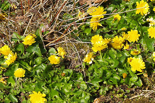 RANUNCULUS FICARIA 'DOUBLE BRONZE'
