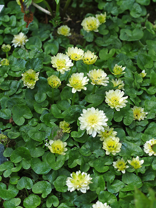 RANUNCULUS FICARIA 'DOUBLE CREAM'