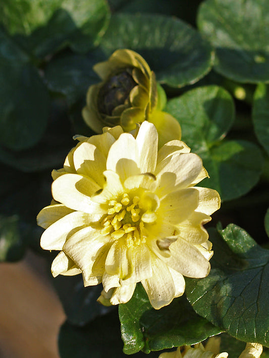 RANUNCULUS FICARIA 'ELAN'