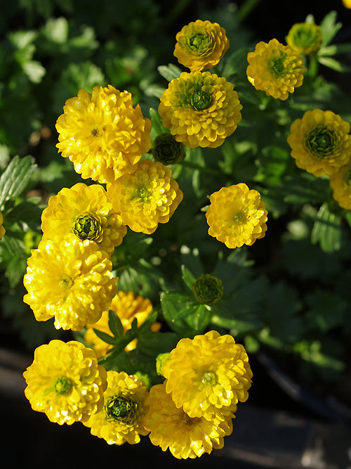 RANUNCULUS FICARIA 'FLORE-PLENO'