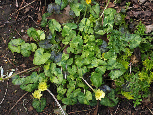 RANUNCULUS FICARIA 'GRANBY CREAM'