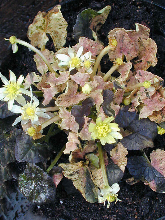 RANUNCULUS FICARIA 'HYDE HALL' variegated