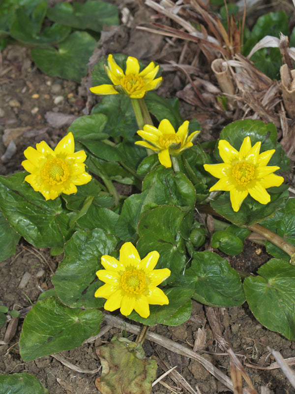 RANUNCULUS FICARIA subsp.CHRYSOCEPHALUS