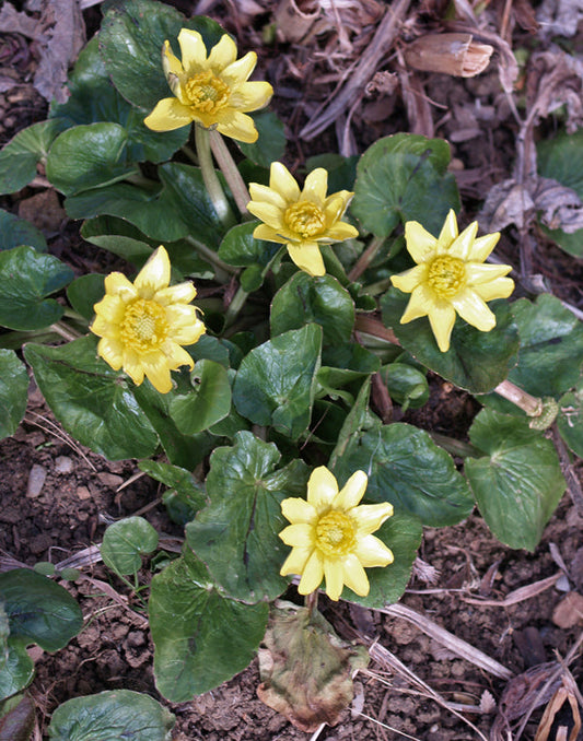 RANUNCULUS FICARIA 'PRIMROSE'
