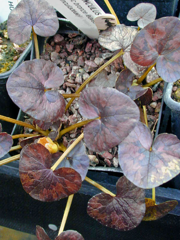 RANUNCULUS FICARIA 'RICHARD AND VAL'