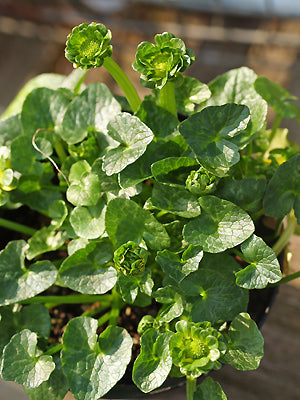 RANUNCULUS FICARIA 'RAGAMUFFIN'