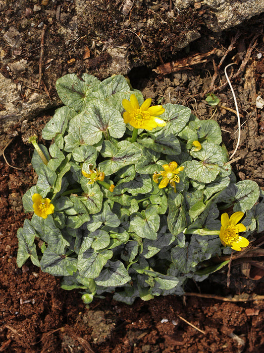 RANUNCULUS FICARIA 'SILVER LEAF'