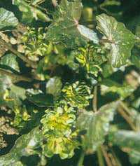 RANUNCULUS FICARIA 'GREEN PETAL'