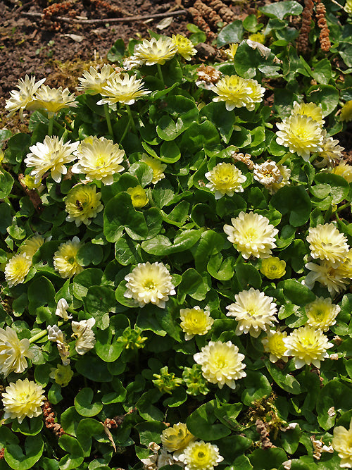 RANUNCULUS FICARIA 'KEN ASLET'