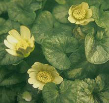 RANUNCULUS FICARIA 'RANDALL'S WHITE'