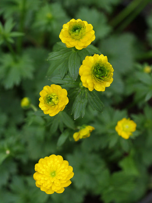 RANUNCULUS MONTANUS 'PLENUS'