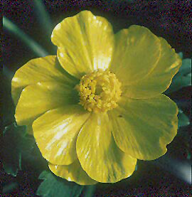 RANUNCULUS MACROCEPHALUS