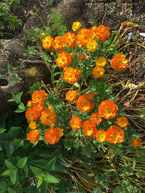 RANUNCULUS ROCCOCO SERIES ROCORANGE
