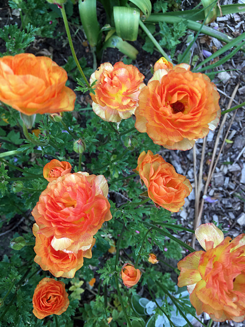 RANUNCULUS ROCCOCO SERIES ROCPEACH