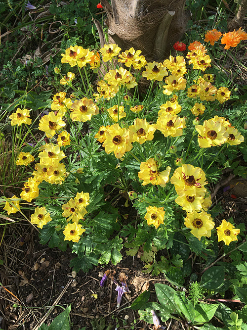 RANUNCULUS ROCCOCO SERIES ROCYELLOW